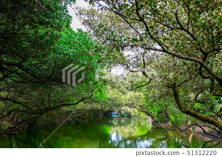 臺灣臺南四草綠色隧道Tainan River, Asia, Taiwan 51312220