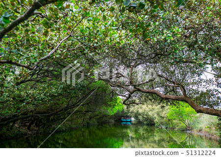 臺灣臺南四草綠色隧道Tainan River, Asia, Taiwan 51312224