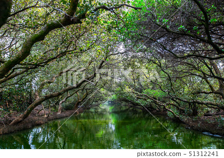 臺灣臺南四草綠色隧道Tainan River, Asia, Taiwan 51312241