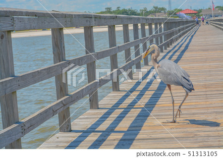 Great Blue Heron eating a fish on the fishing pier Great Blue Heron eating a fish on the fishing pier 51313105