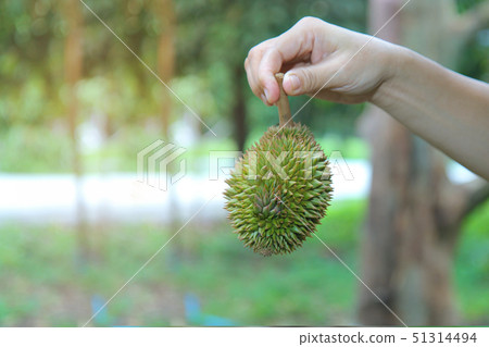 Use right hand to lift a small Montong durian 51314494