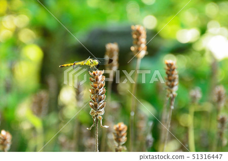 Dragonfly on dragonfly 51316447