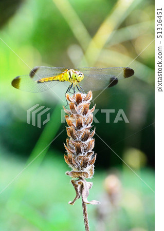 在蜻蜓的蜻蜓 51316451