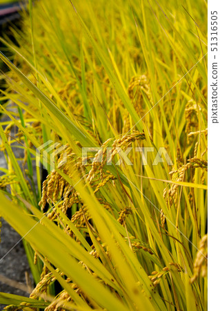 台灣臺東池上伯朗大道Asia,Taiwan, Taitung countryside scenery 台灣臺東池上伯朗大道Asia,Taiwan, Taitung countryside scenery 51316505