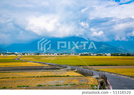 台灣臺東池上伯朗大道Asia,Taiwan, Taitung countryside scenery 51316520
