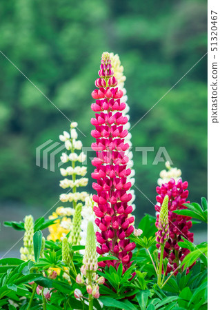  Lupine 51320467