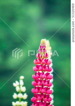 Lupine 51320469