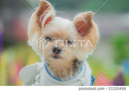 可愛的wanko 可愛的wanko 51320486