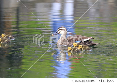 Baby chicks Baby chicks 51321090