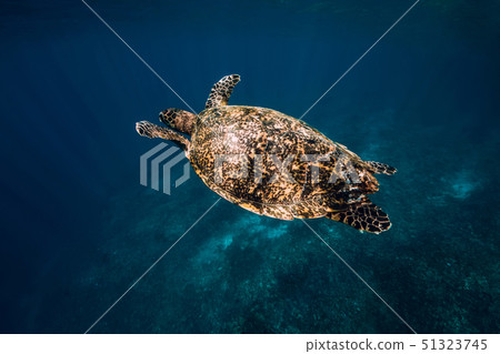 Sea turtle swim in blue ocean. Green sea turtle 51323745