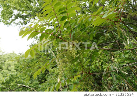 用鮮花的野豬 用鮮花的野豬 51325554