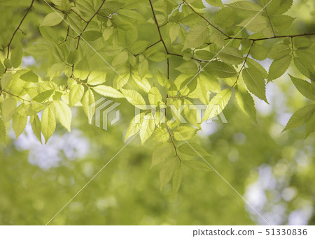 新鮮的綠色年輕葉子 新鮮的綠色年輕葉子 51330836