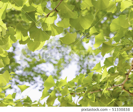 這是年輕的綠葉景觀。年輕的銀杏葉像相框一樣圍繞著它。 這是年輕的綠葉景觀。年輕的銀杏葉像相框一樣圍繞著它。 51330838