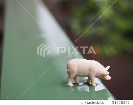看在雨以後的微型豬 51330861