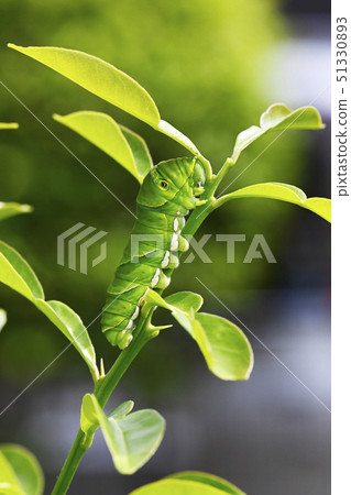 Swallowtail butterfly larva 51330893