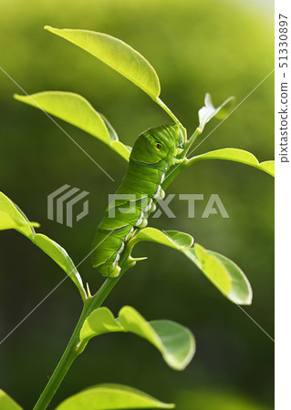 Swallowtail butterfly larva Swallowtail butterfly larva 51330897