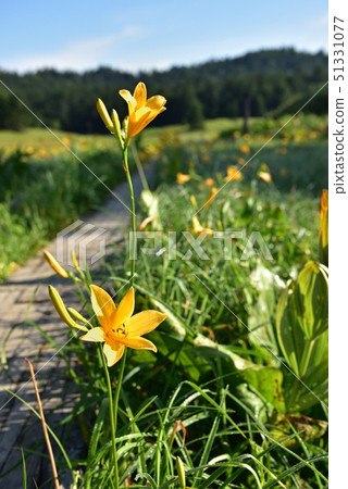 開花在大江沼澤的花和樹道路 51331077