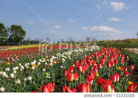 Tulips in full bloom 51332183