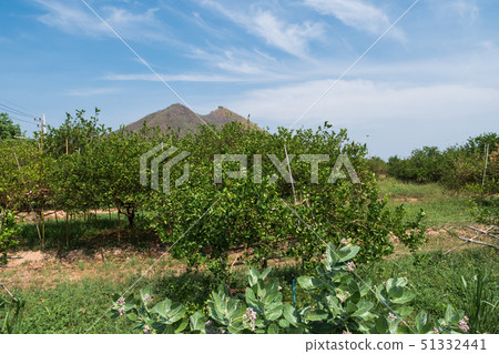 Fresh and nature lemon tree against mountain and 51332441