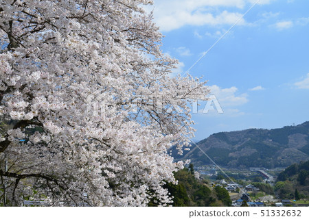 Cherry blossoms and Miyoshi Ohashi distant view (Ikedacho, Miyoshi City, Tokushima Prefecture) Cherry blossoms and Miyoshi Ohashi distant view (Ikedacho, Miyoshi City, Tokushima Prefecture) 51332632