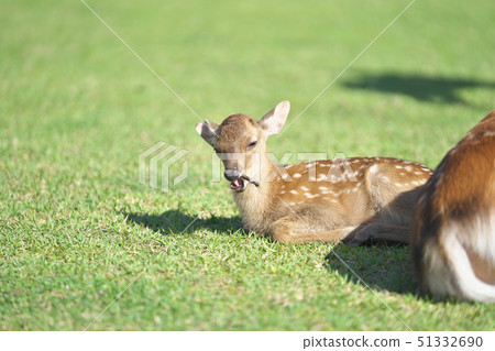 奈良公園的小鹿 奈良公園的小鹿 51332690
