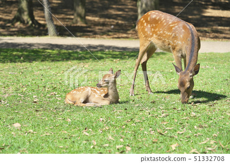 奈良公園的小鹿 奈良公園的小鹿 51332708