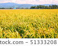 Rice Rice 51333208