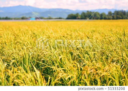 Rice Rice 51333208