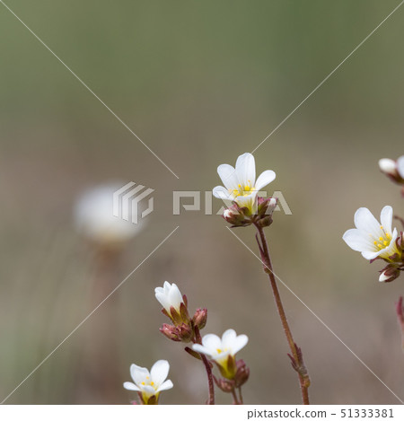 White summerflower Saxifrage closeup 51333381