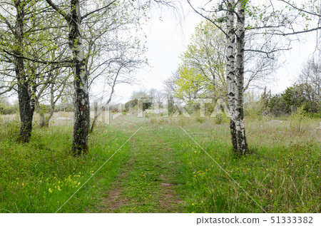Bright springtime view with birches by a footpath 51333382