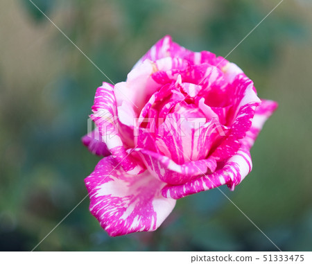 Roses Roses 51333475