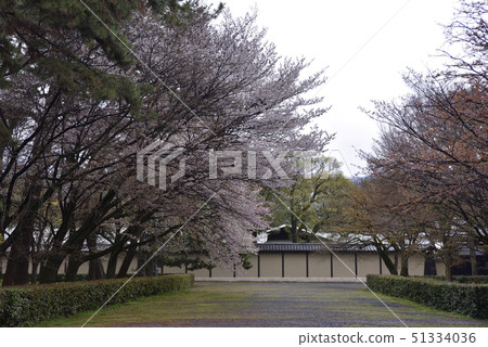 Kyoto Miyuen cherry tree Kyoto Miyuen cherry tree 51334036