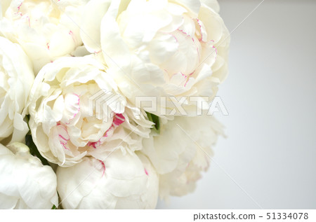 牡丹,白花 牡丹,白花 51334078
