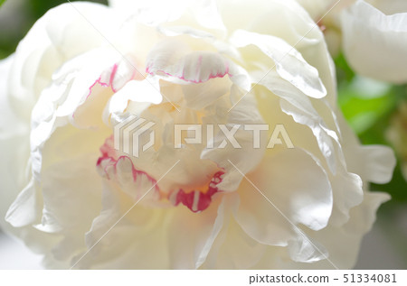 牡丹，白花 51334081