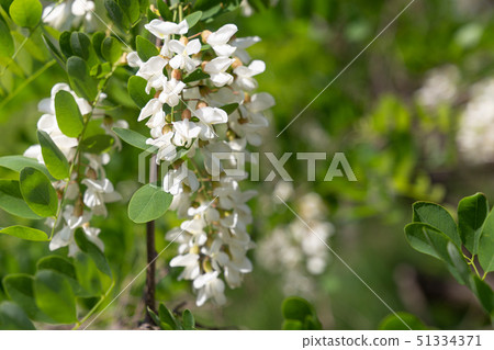 Fake acacia 51334371