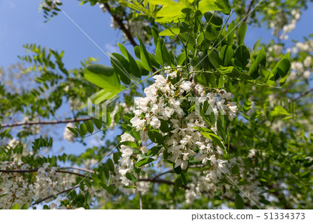 Fake acacia 51334373