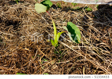 Cultivation of taro 51334433