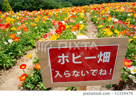在Awajishima·花剪刀開花的罌粟花 在Awajishima·花剪刀開花的罌粟花 51334479