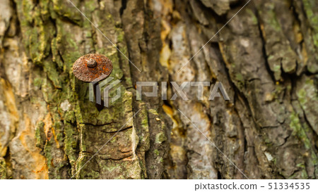 Nails nailed to trees for years until rusting 51334535