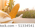 Corn cultivation for feeding animals, corn fields 51334541