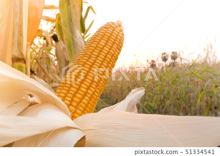 Corn cultivation for feeding animals, corn fields Corn cultivation for feeding animals, corn fields 51334541