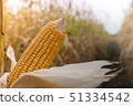 Corn cultivation for feeding animals, corn fields 51334542