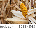 Corn cultivation for feeding animals, corn fields 51334543