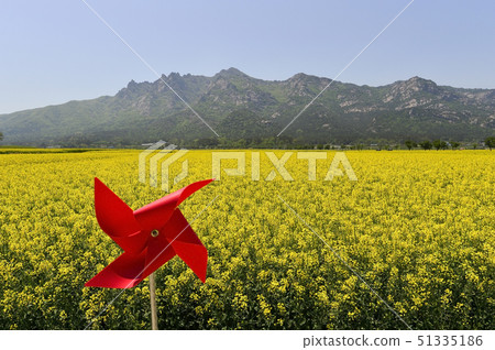 Rapeseed, Wolchulsan, Yeongam-gun, Jeonnam 51335186
