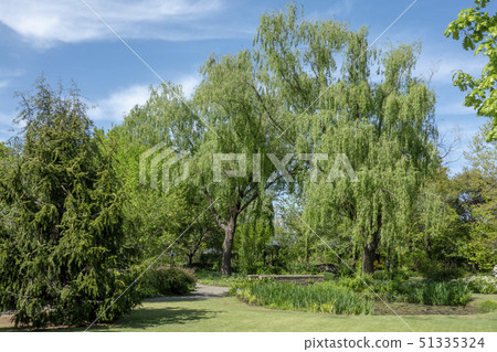 楊柳 楊柳 51335324