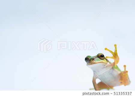 Tree frog Tree frog 51335337