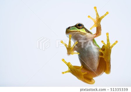 Tree frog 51335339
