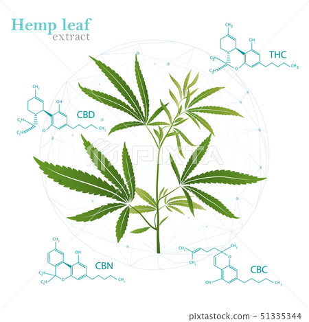 Vector Marijuana Green icon and green Leaf. Vector Marijuana Green icon and green Leaf. 51335344