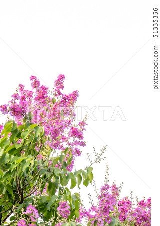 Inthanin pink flowers on a white background 51335356