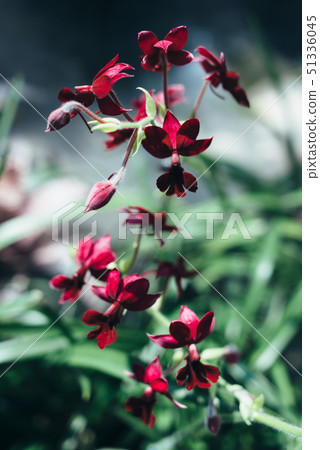 Summer blossom background. Nature scene with blooming flowers, spring flowers, beautiful orchard. Summer blossom background. Nature scene with blooming flowers, spring flowers, beautiful orchard. 51336045